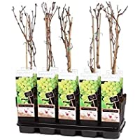 Uva Verde Árbol Frutal Altura 50cm Viñedo de Uva Verde 1 Unidad de Vid o Vitis Planta Natural